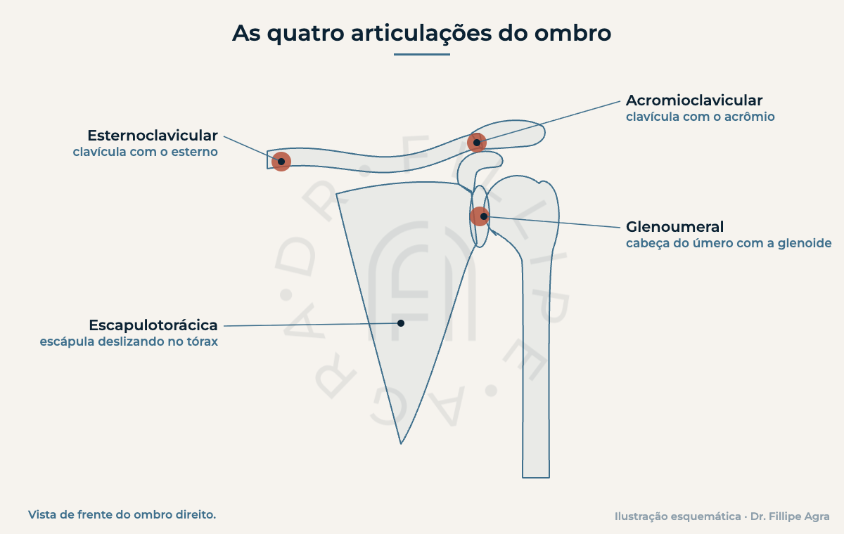 Ilustração das quatro articulações do ombro: esternoclavicular, acromioclavicular, glenoumeral e escapulotorácica
